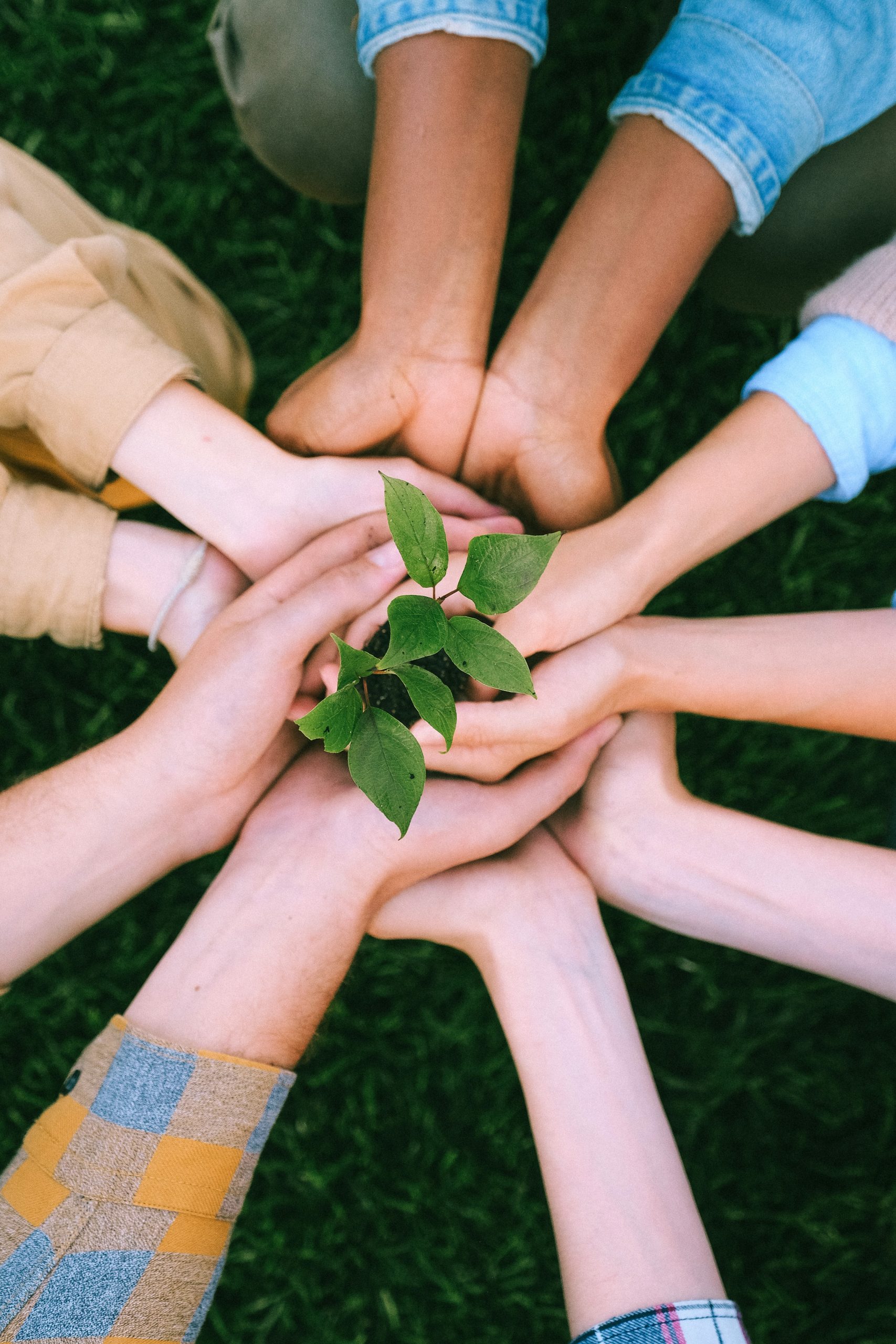 Group of hands all cupped under each other meeting in the centre of a circle, holding a small budding plant with green leaves